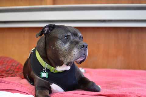 Brutus