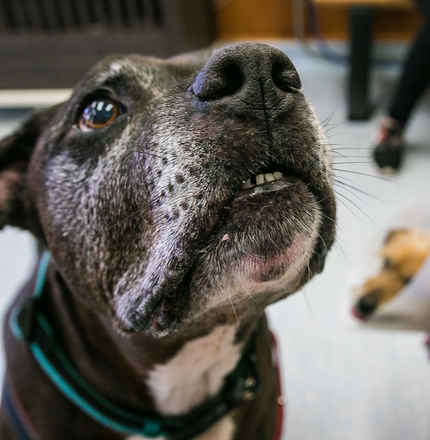 Brutus
