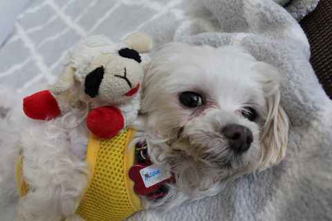 Bisou