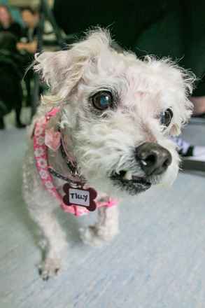 Tilly