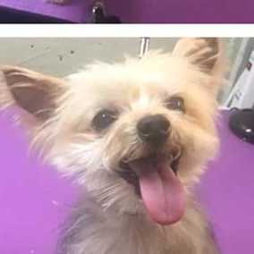 Pip