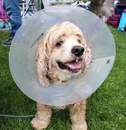 Diggity Dog