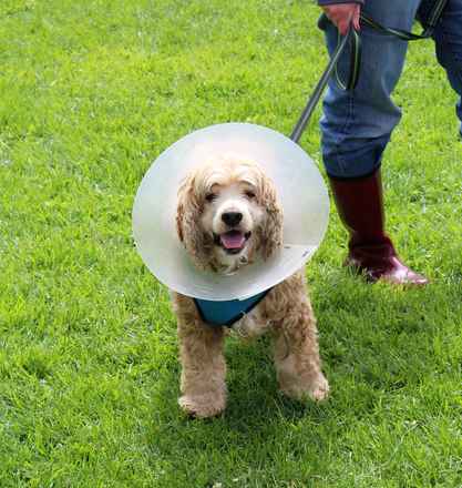 Diggity Dog