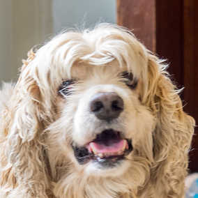 Diggity Dog