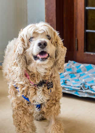 Diggity Dog