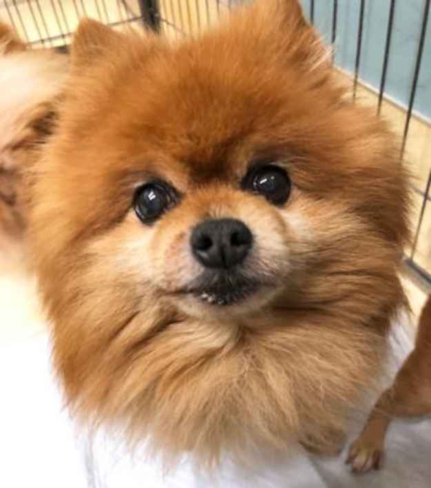Zsa Zsa