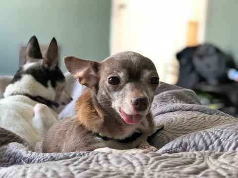 Chi Chi Marie