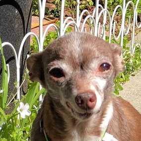 Chi Chi Marie