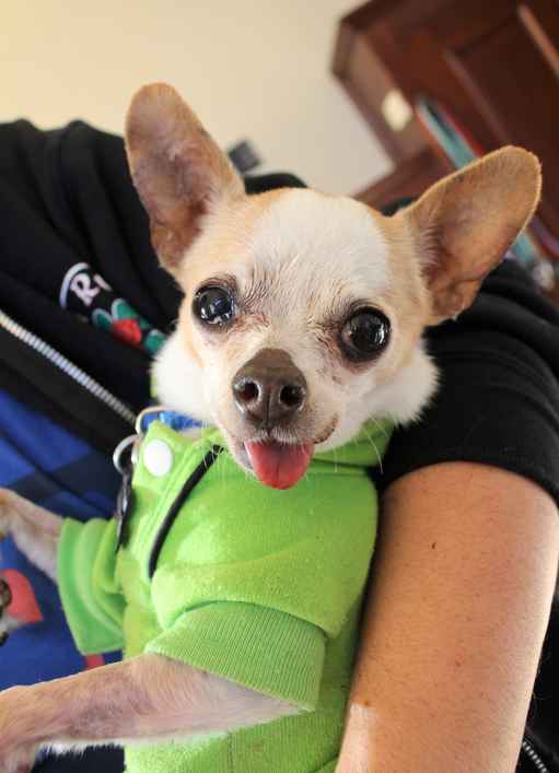 Stich