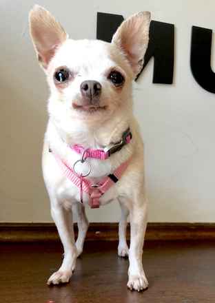 Miss Peanut