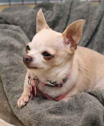 Miss Peanut
