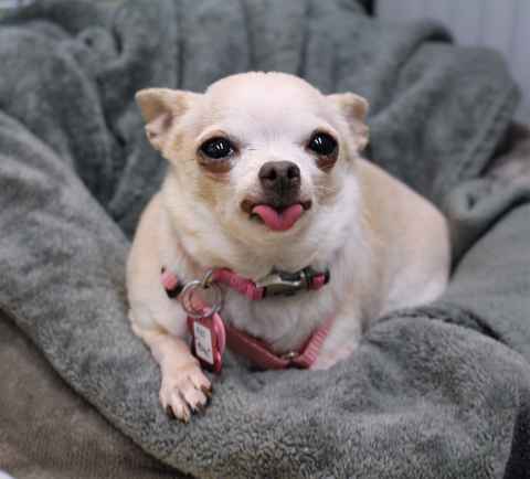 Miss Peanut