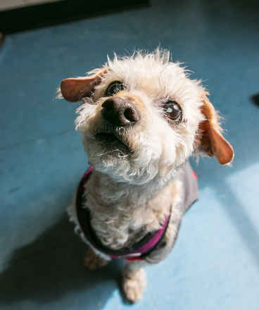Midge