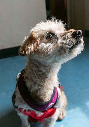 Midge