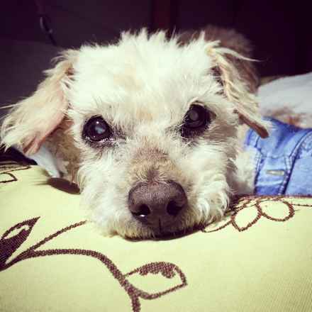 Midge