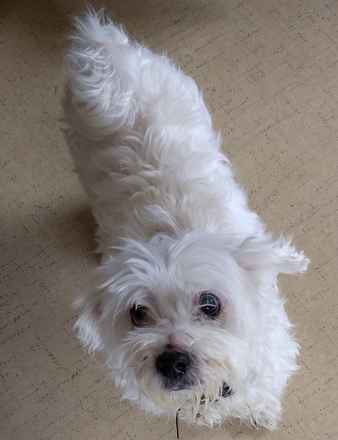 Mungo