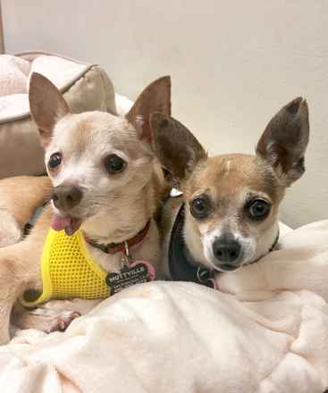 Little Bit & Shorty