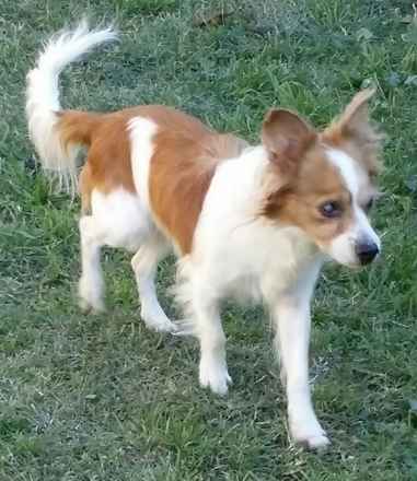 Elroy