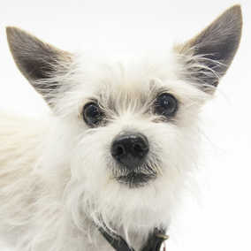 Newman