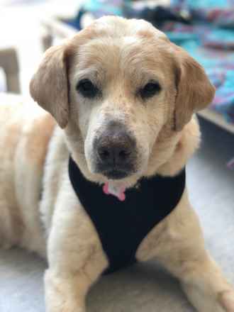 Lex