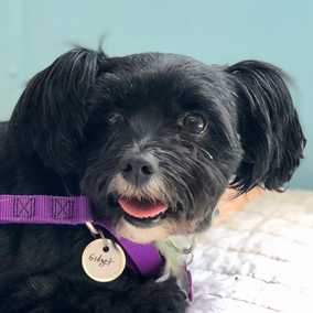 Gidget