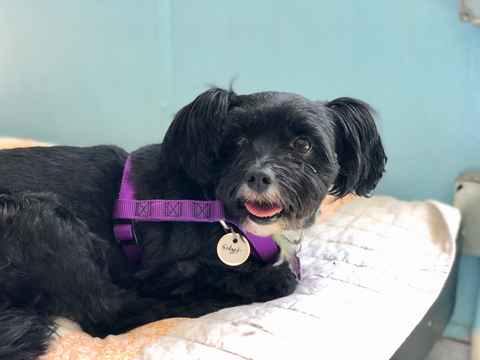 Gidget