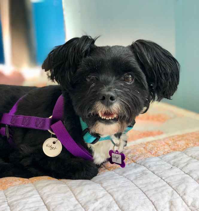 Gidget