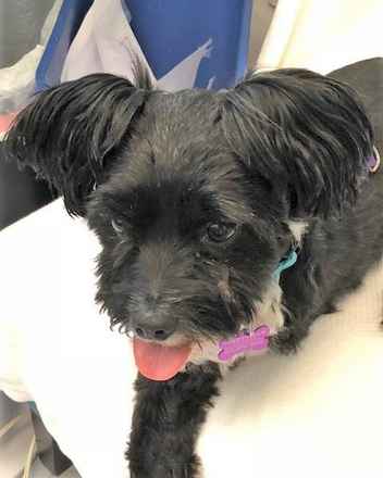 Gidget