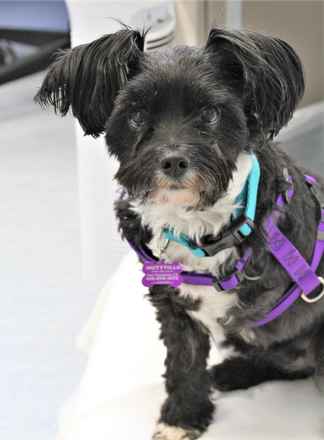 Gidget
