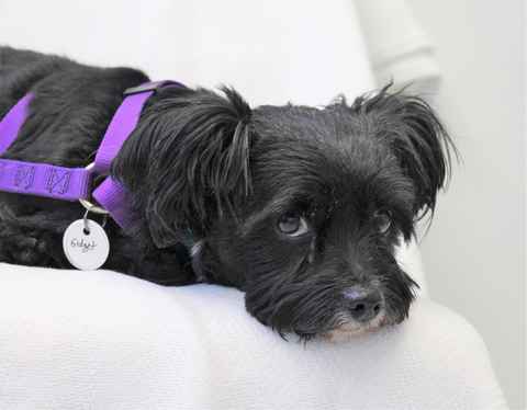 Gidget