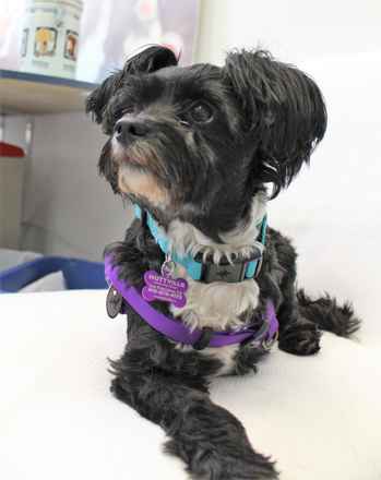 Gidget