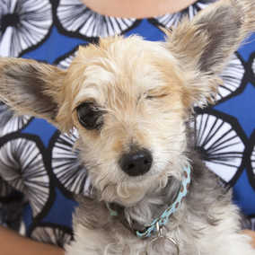 Trudy
