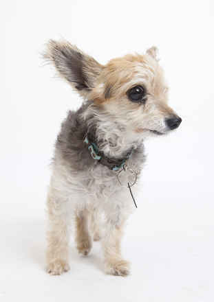Trudy