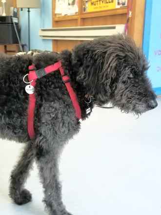 Maxwell