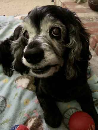Cocoa Puff