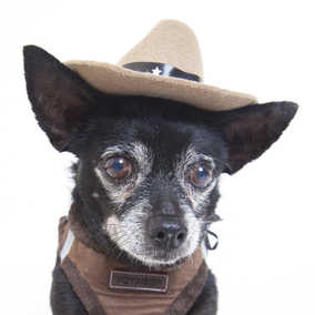 Stetson