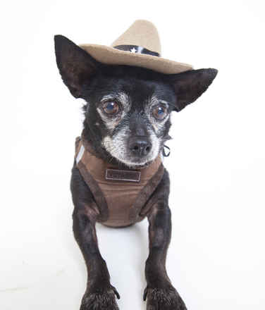 Stetson