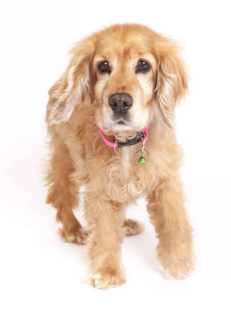 Canela