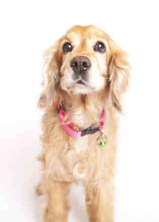 Canela