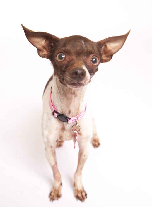 Kona