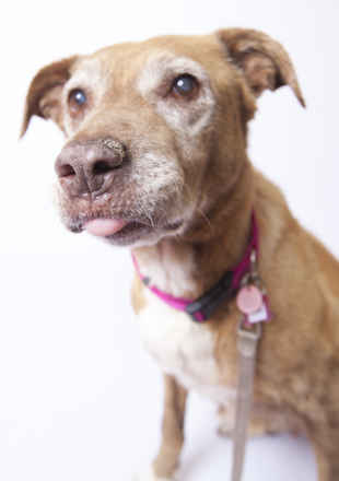 Brandy