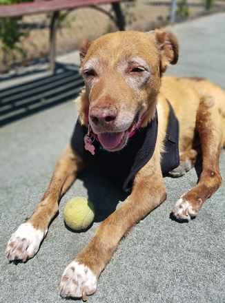 Brandy