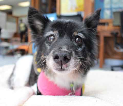 Lulu Belle