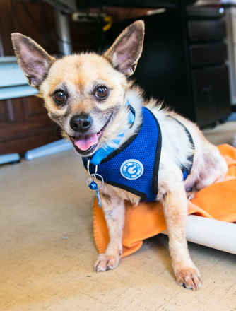 Professor Plum