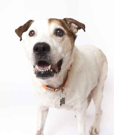 Gus