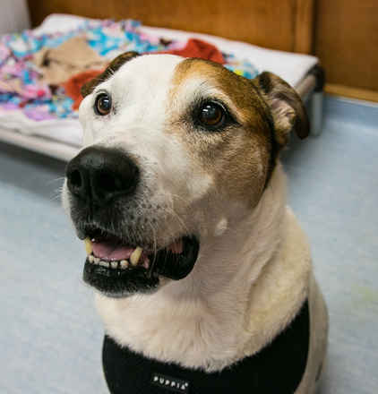 Gus
