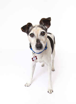 Scotch #