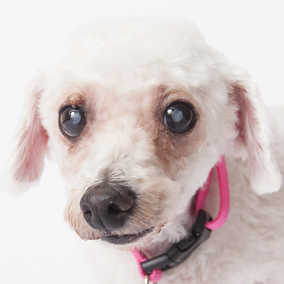 Frannie
