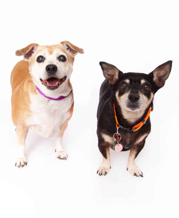 Joni & Chachi