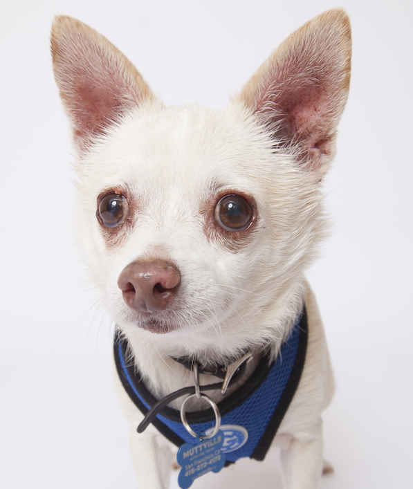 Odie